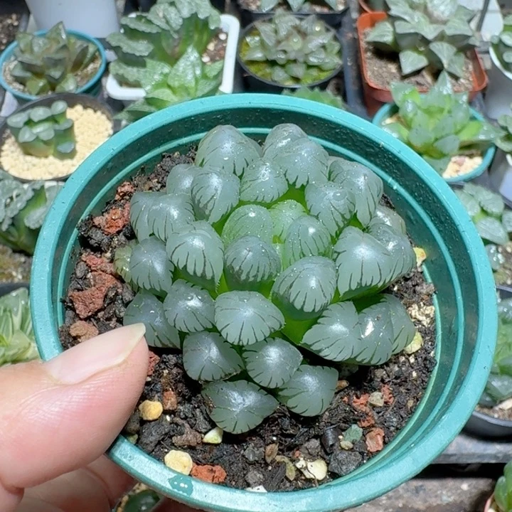 十二卷玉露冰灯玉露绿盆