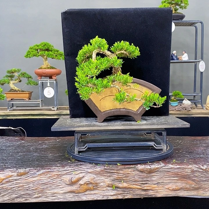 无花朵黄杨盆景四季❤️你请