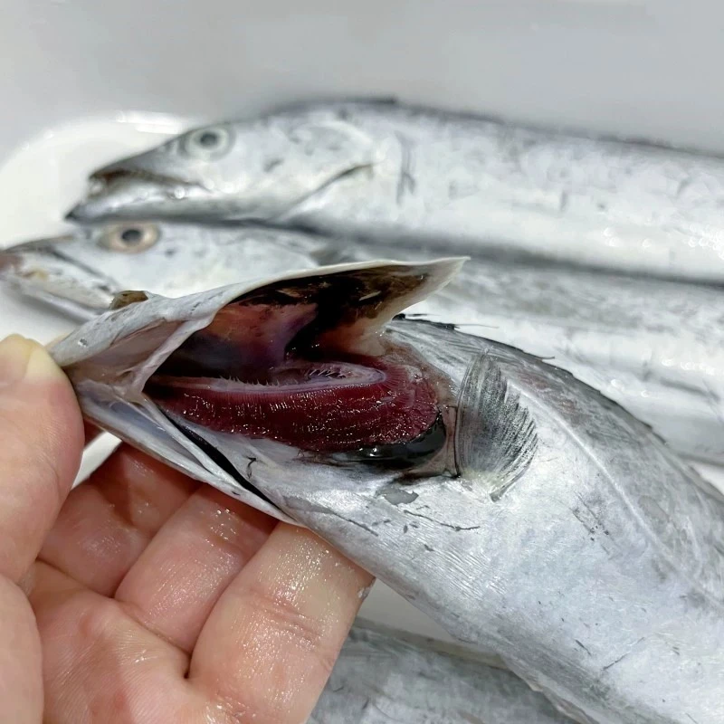 【整条带】黄海小眼油带鱼整条速冻发货 单条独立包装5斤