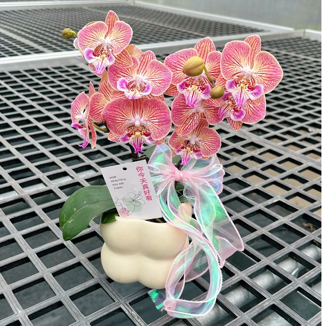 【金缕衣配盆】（欧品彩色系）厚花瓣蝴蝶兰绿植好养易活四季开花耐热