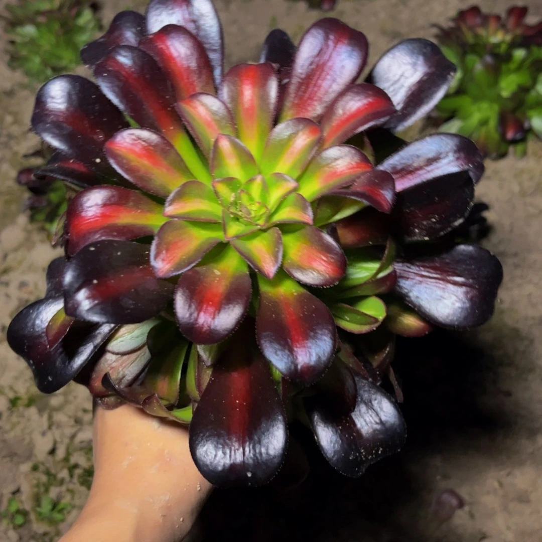 花纳多肉植物捧花的8