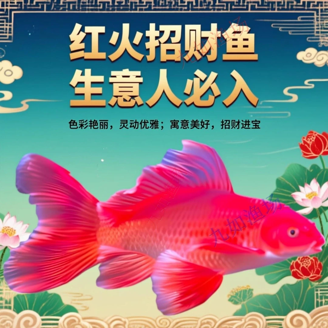 红色普身蝴蝶鲤大鳍大尾观赏鱼台湾纯种贵妃宠物鱼好养耐活冷水鱼