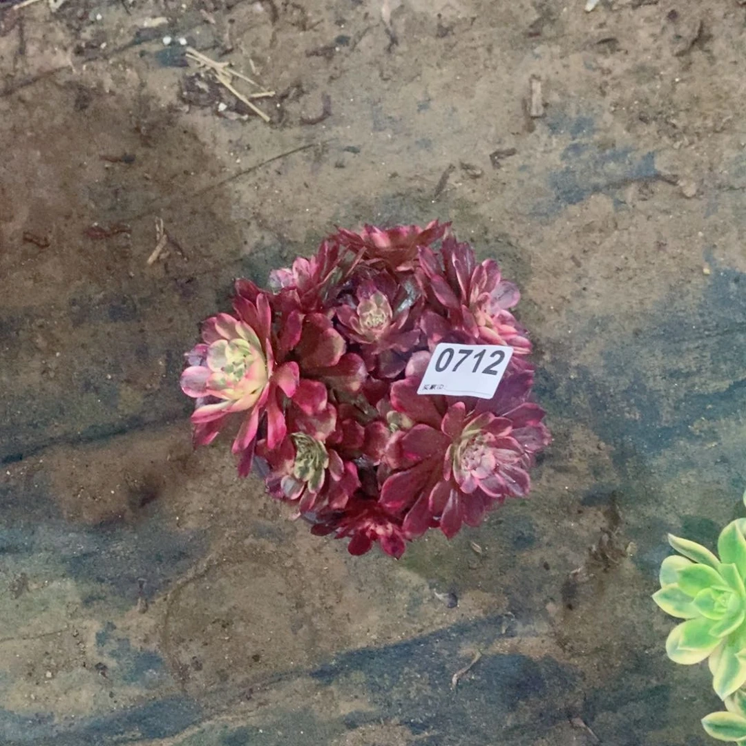 八***雨烟花712多肉1111
