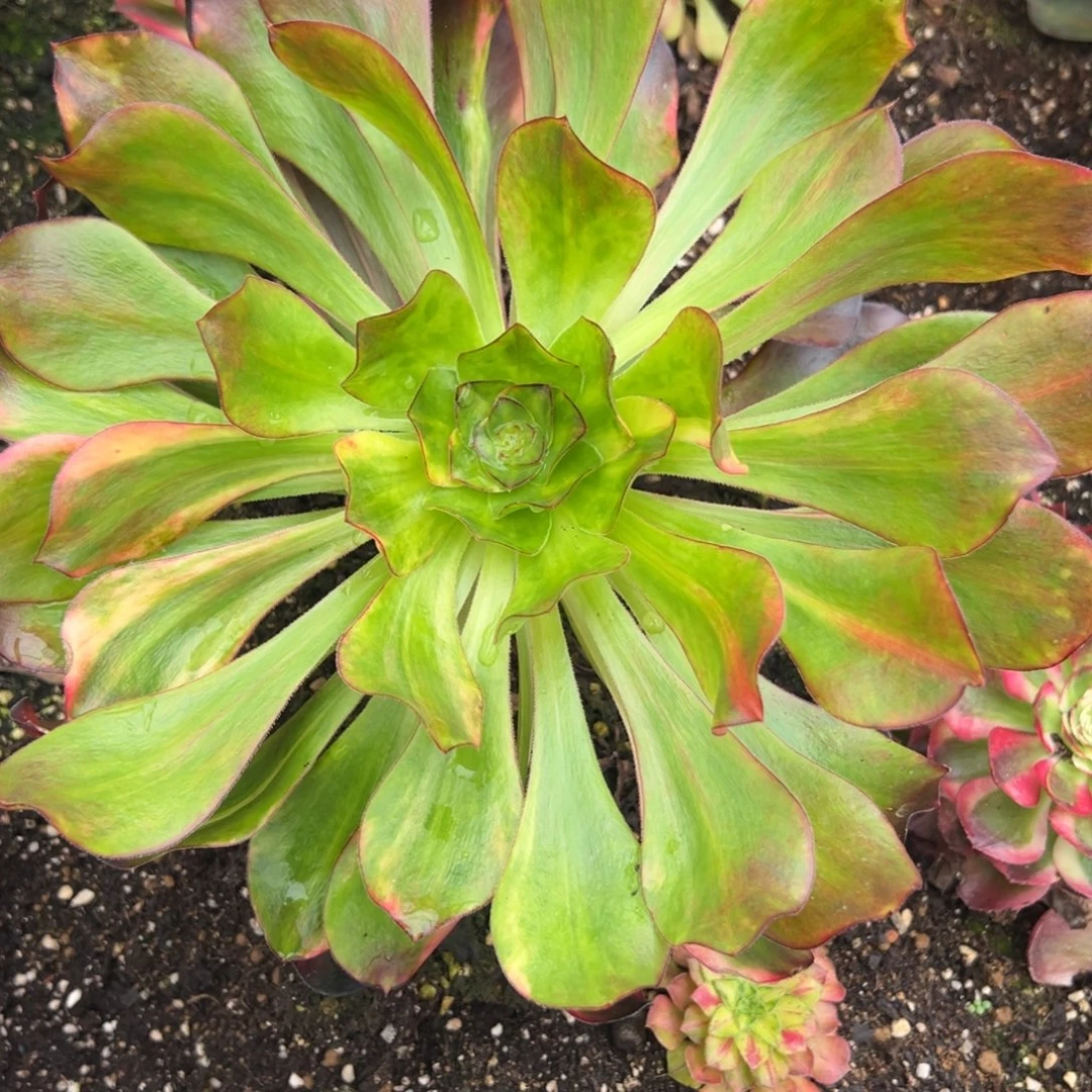 159巫毒七彩duorou多肉多肉