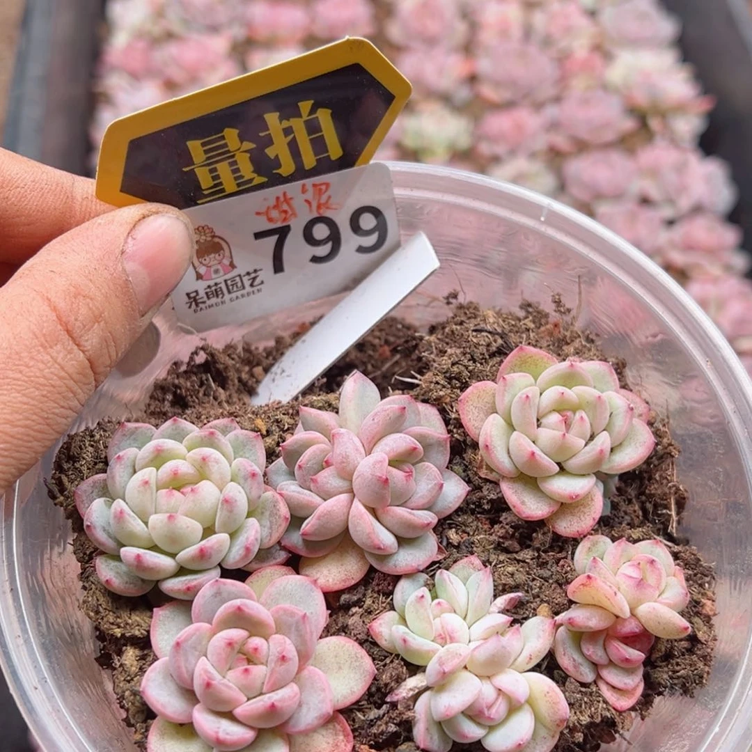 多肉植物多肉植物