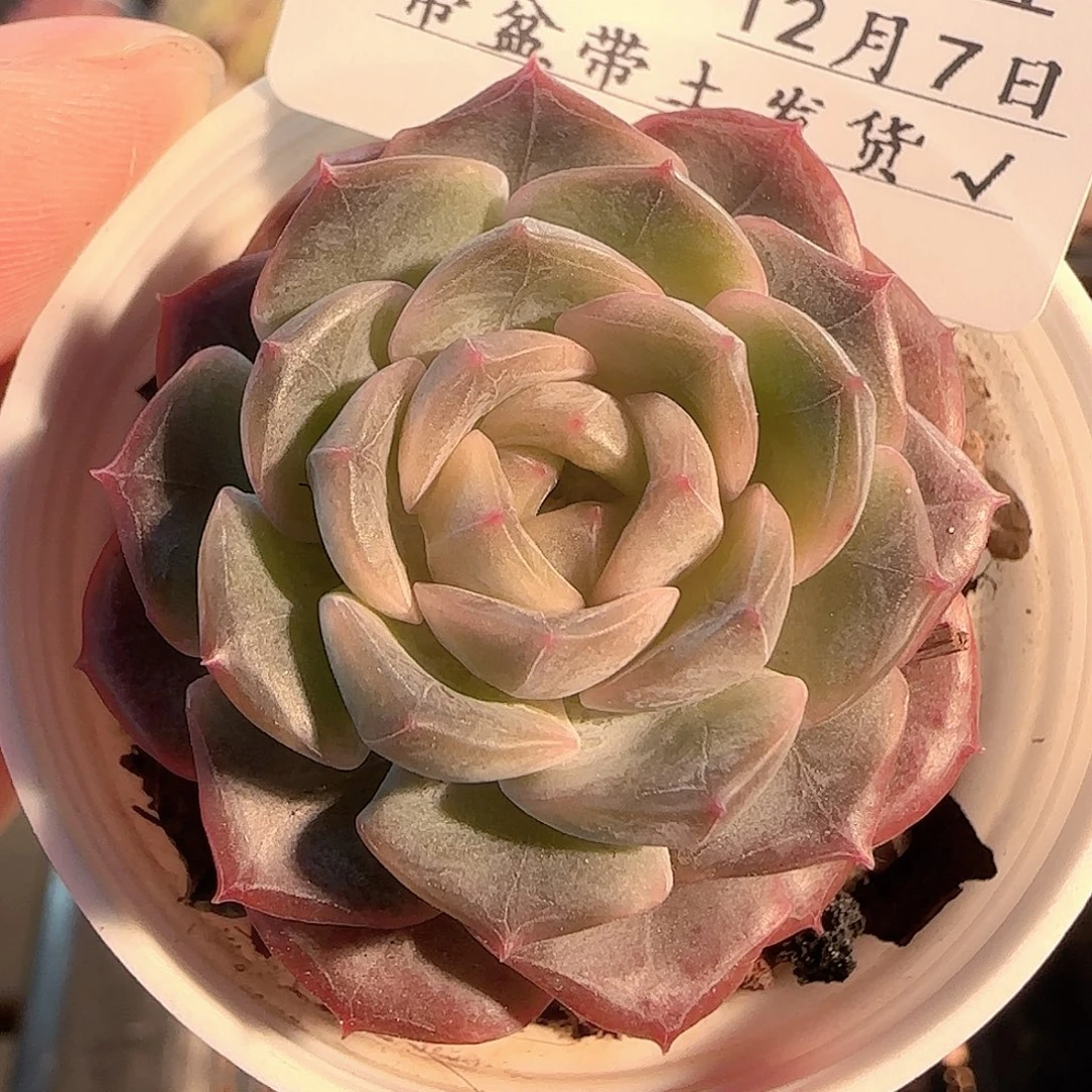 多肉1207-46福利福利