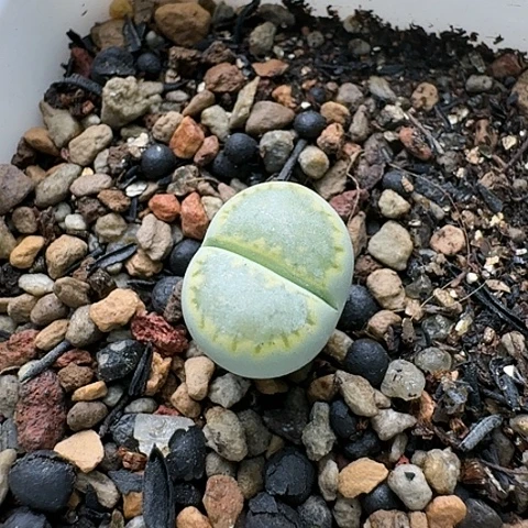 3608，绿菊坚净窗带盆发货