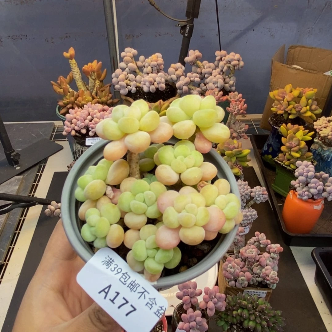 177洛可可多肉7c m m