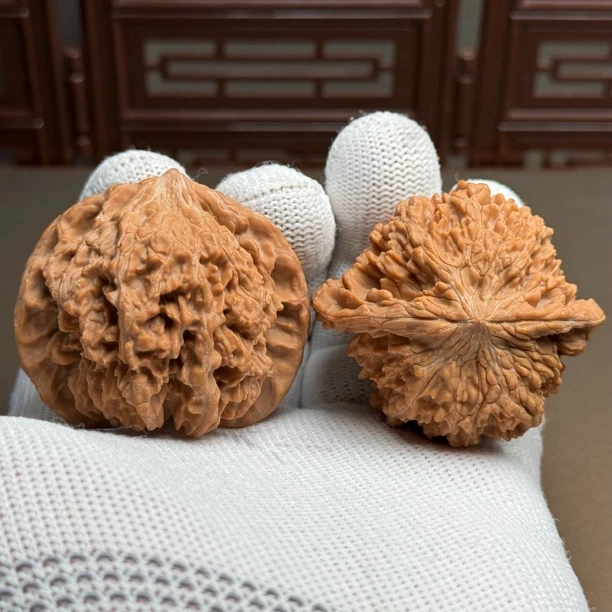 精选一代老树满天星，边47肚42高42，毕业级对子一物一图精配全品