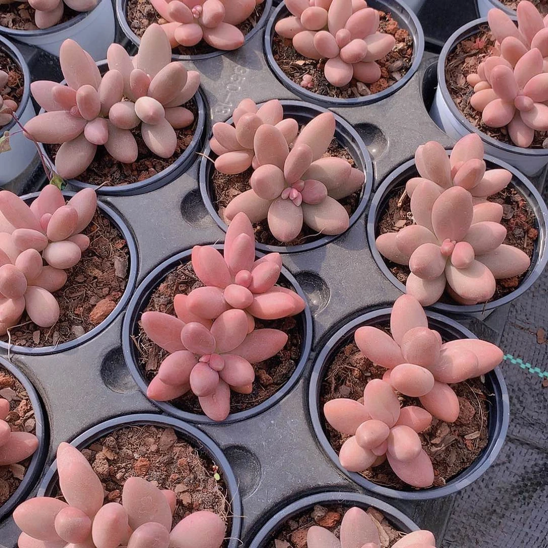 糖果美人2456777899000