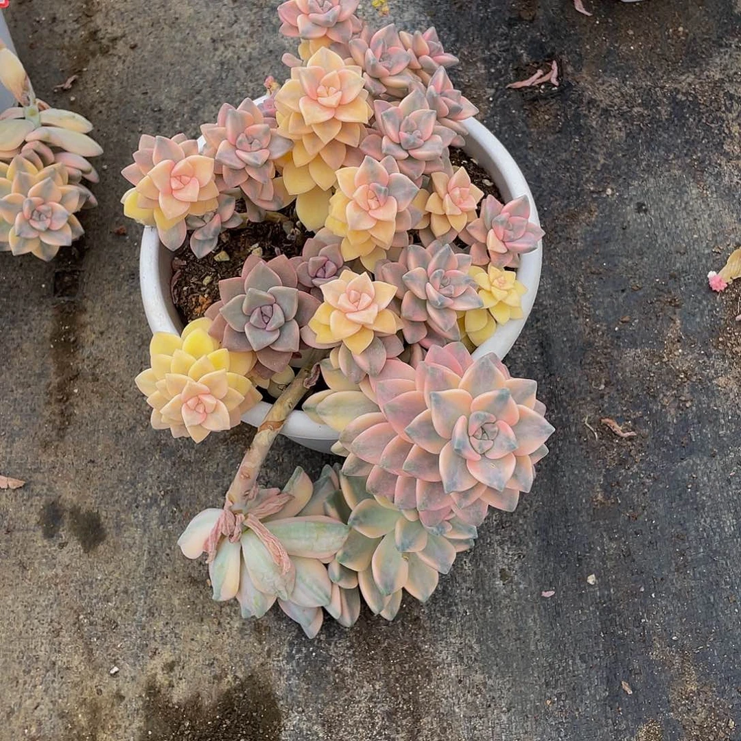 懒**羊美杏锦多肉植物群