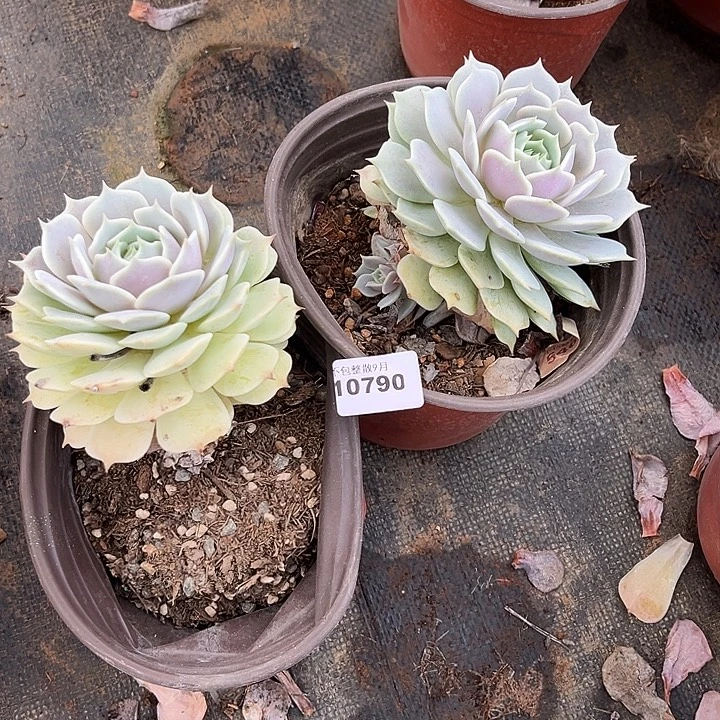 阿雅园艺。        790露娜莲