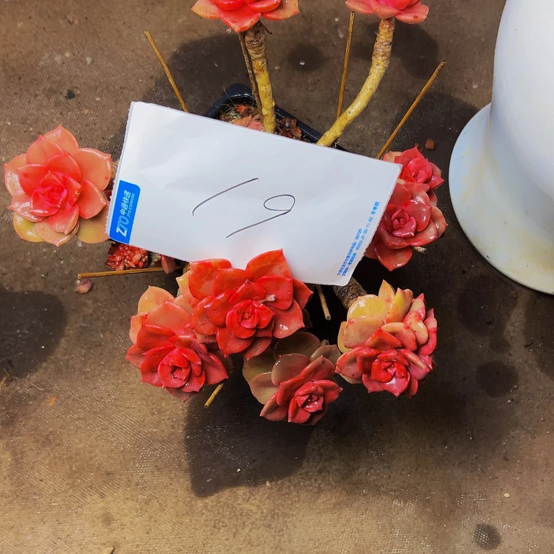 ****陌19号一物一拍脱土包邮