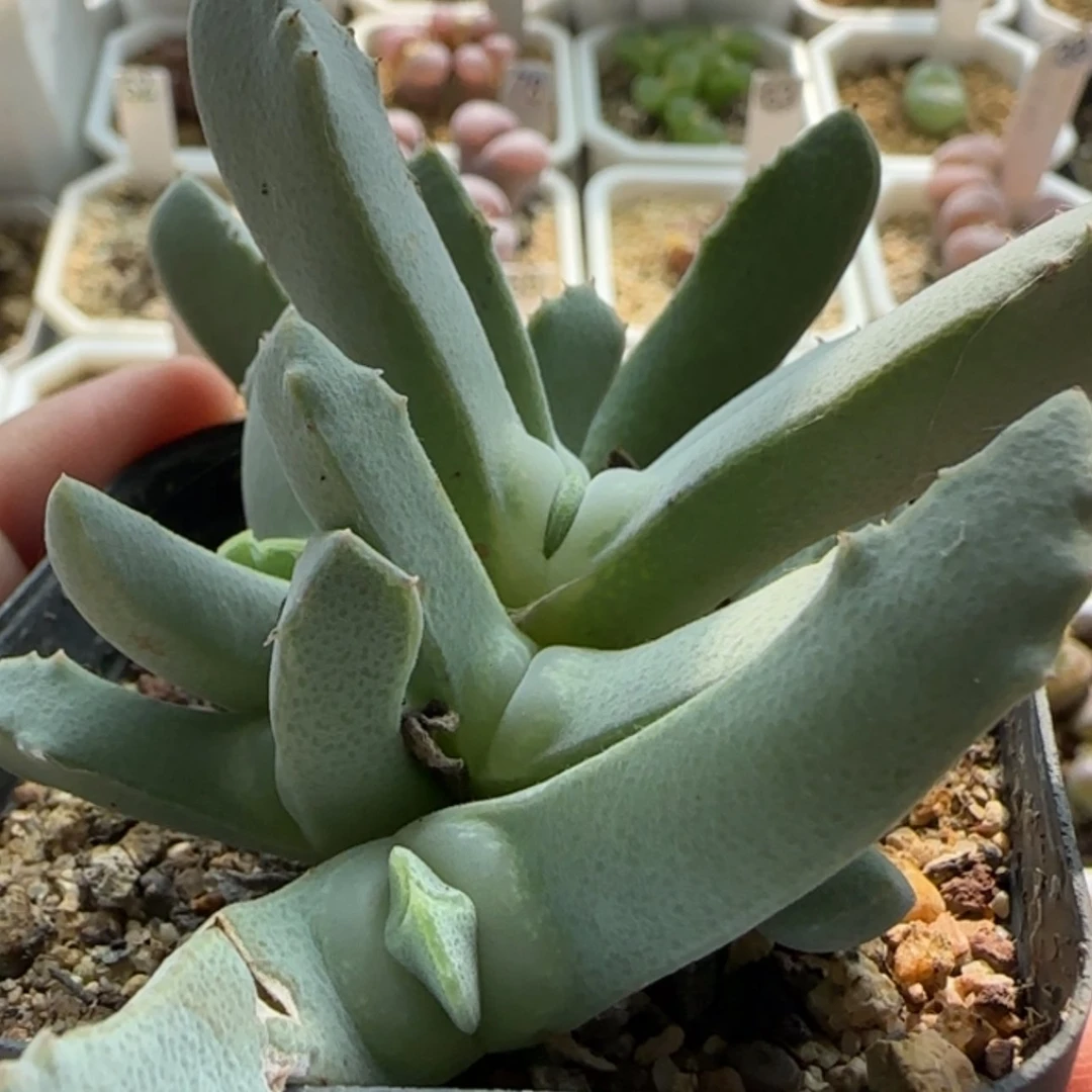 【闪购商品】20417