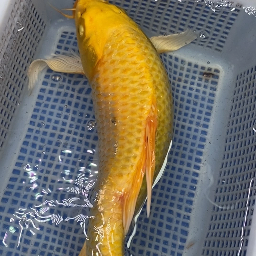 锦鲤冷水锦鲤包邮