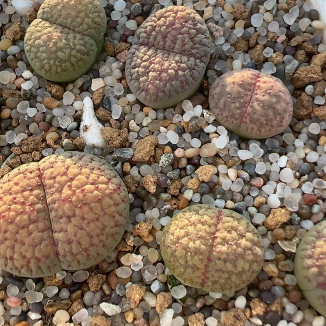 头***豆23多肉植物百科植物