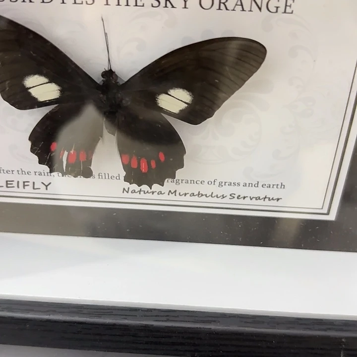 心***蝴蝶标本定制424@