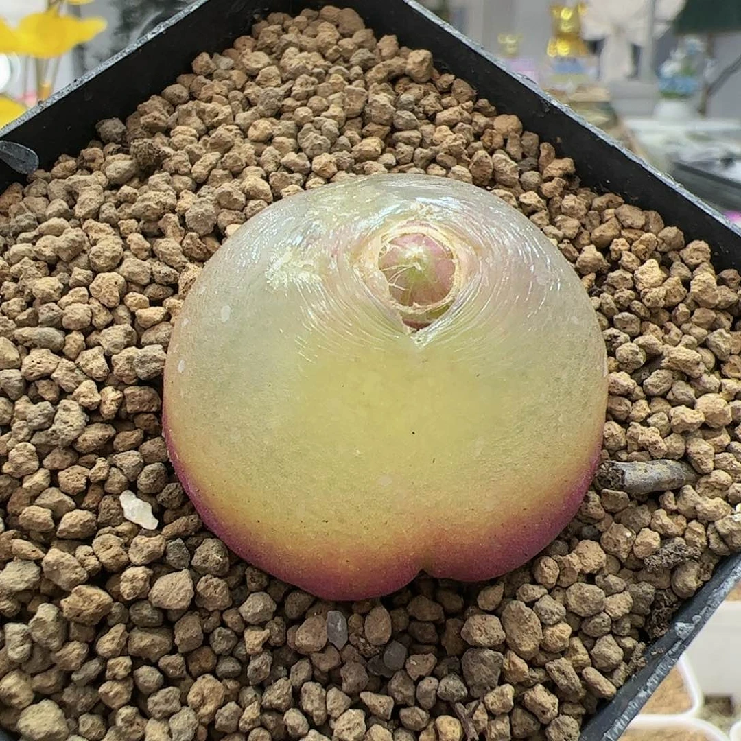 【闪购商品】113 灯泡