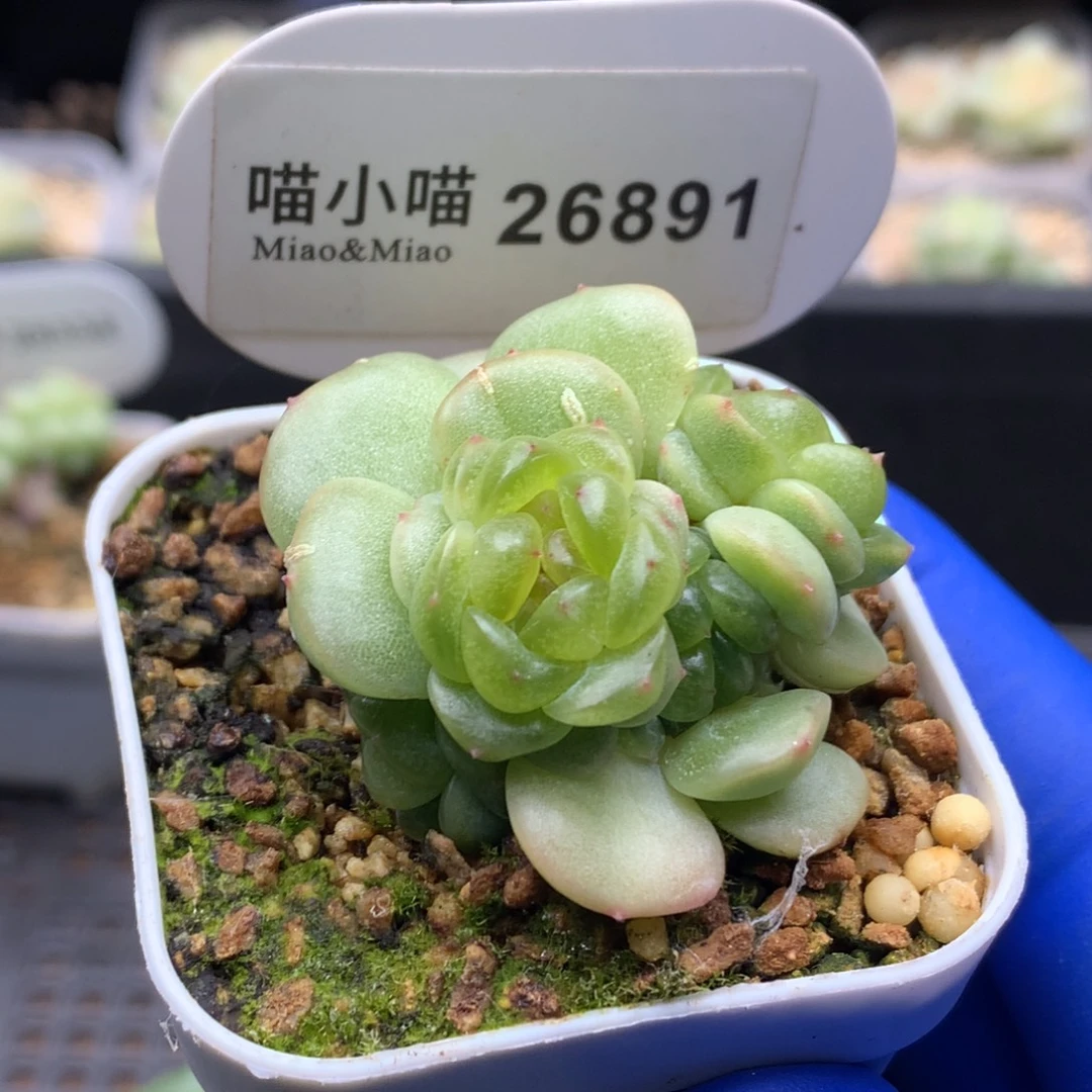 多肉植物杂交珍妮