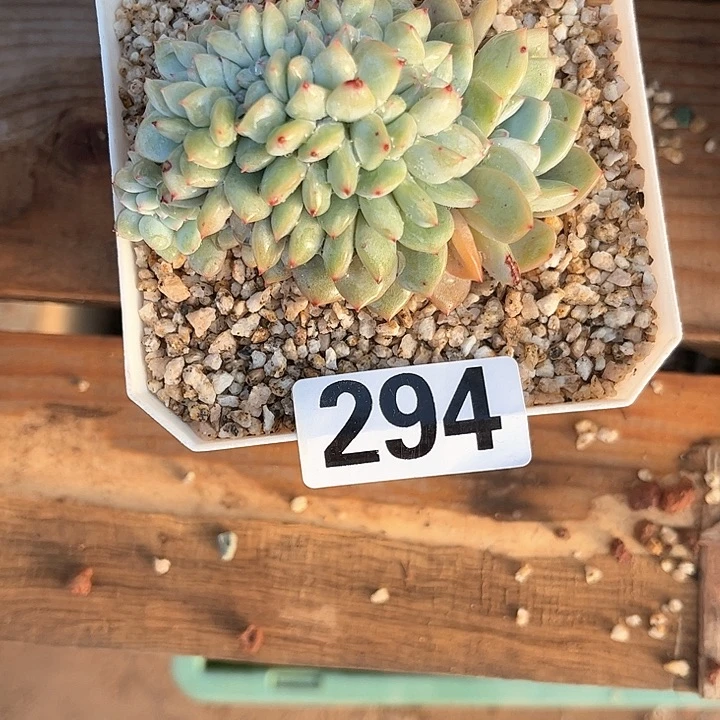 卉**?多肉植物一物一拍