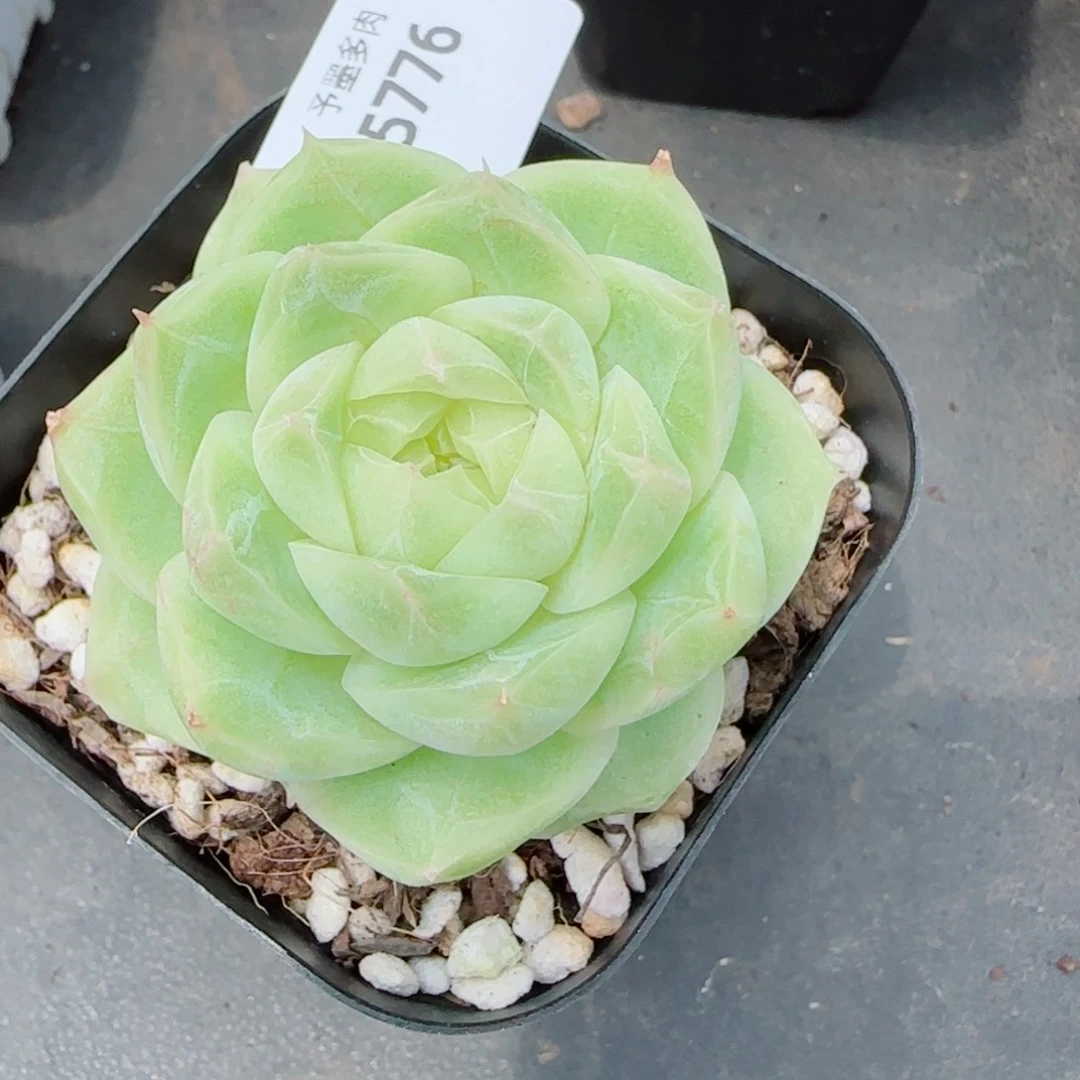 梨花白，5786多肉植物