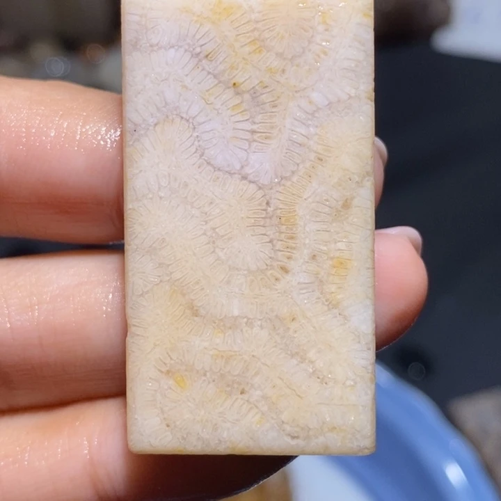 【闪购商品】未镶嵌珊瑚玉硅化玉包抛光