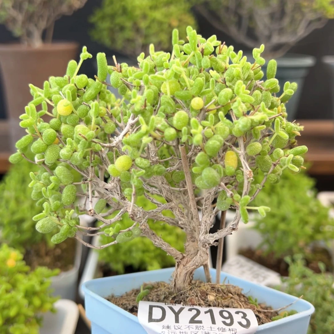 【闪购商品】dy2193糖球白糊斑锦冠幅9.5cm