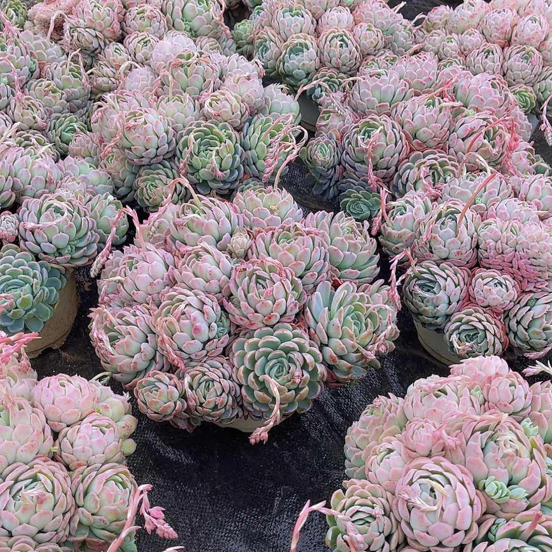 香水贝瑞13.99多肉植物