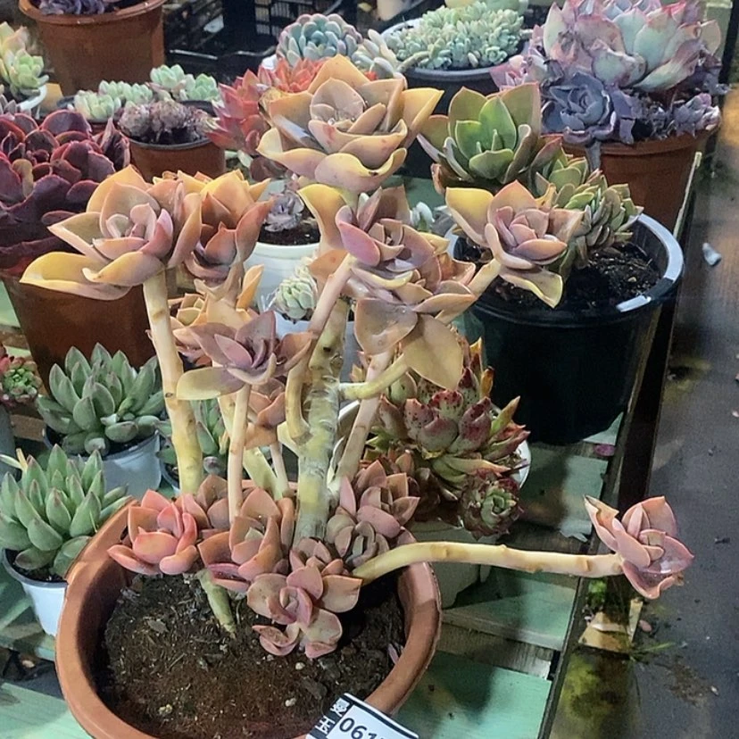 【闪购商品】赫氏06176