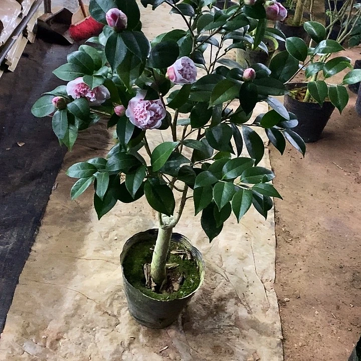 玉天使。    茶花。