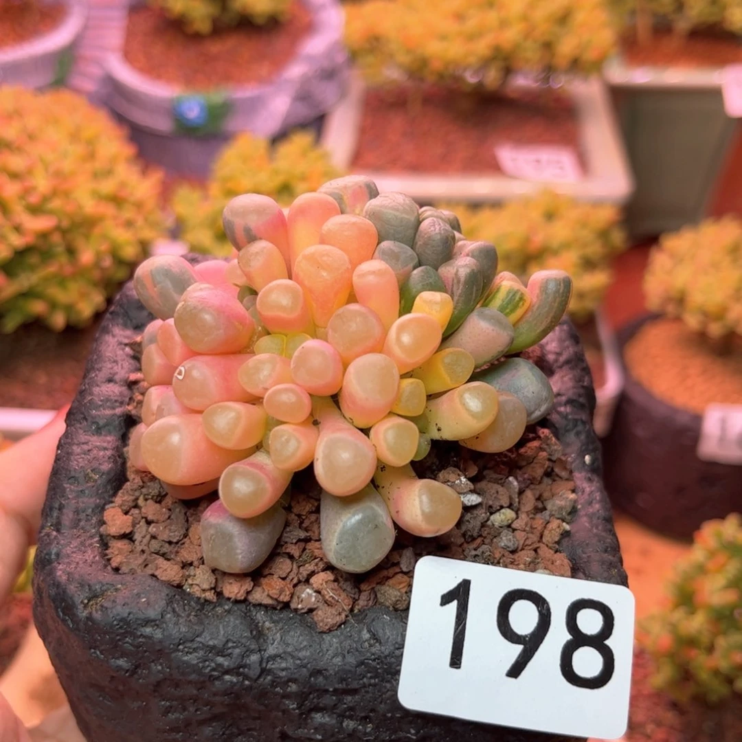 198五十景可爱多肉植物