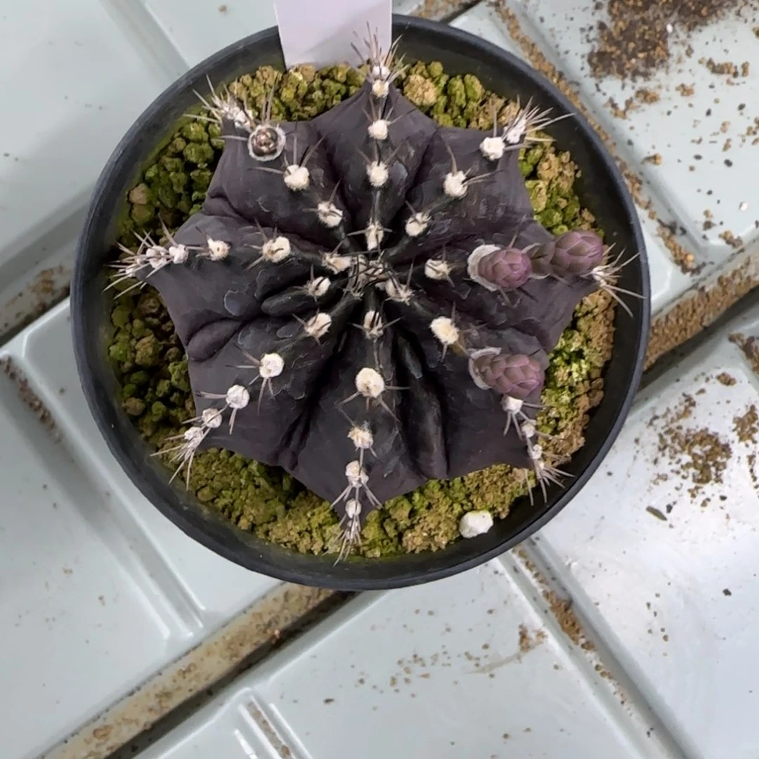 45-0310脱土发黑寡妇多肉