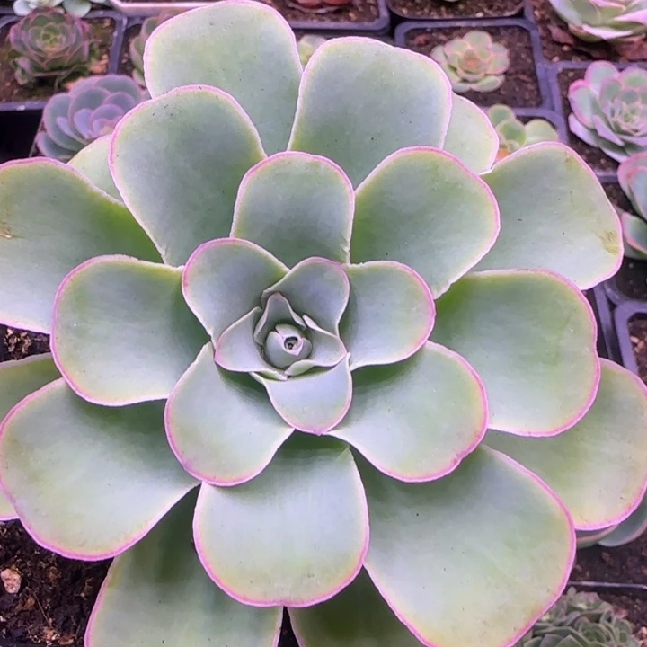 单头10厘米1124242435383