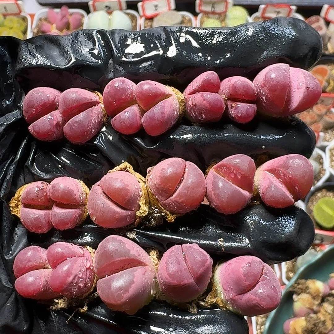 生石花111111。  357