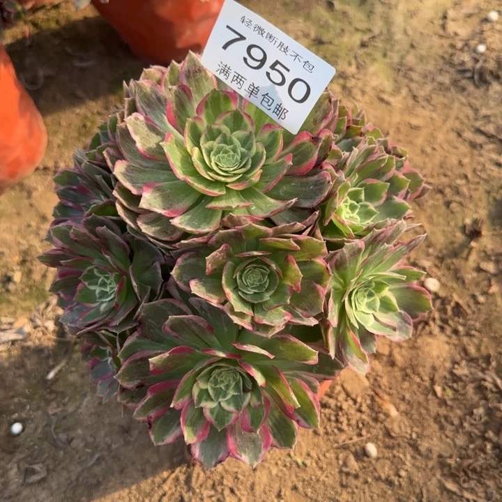 7950万彩灯多肉植物