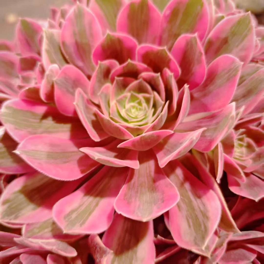 浣纱 雪山精品多肉好看好养绿植新手闭眼入一单包邮