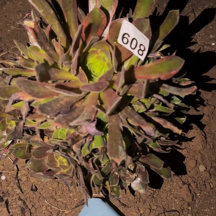 809光辉多肉植物不售后