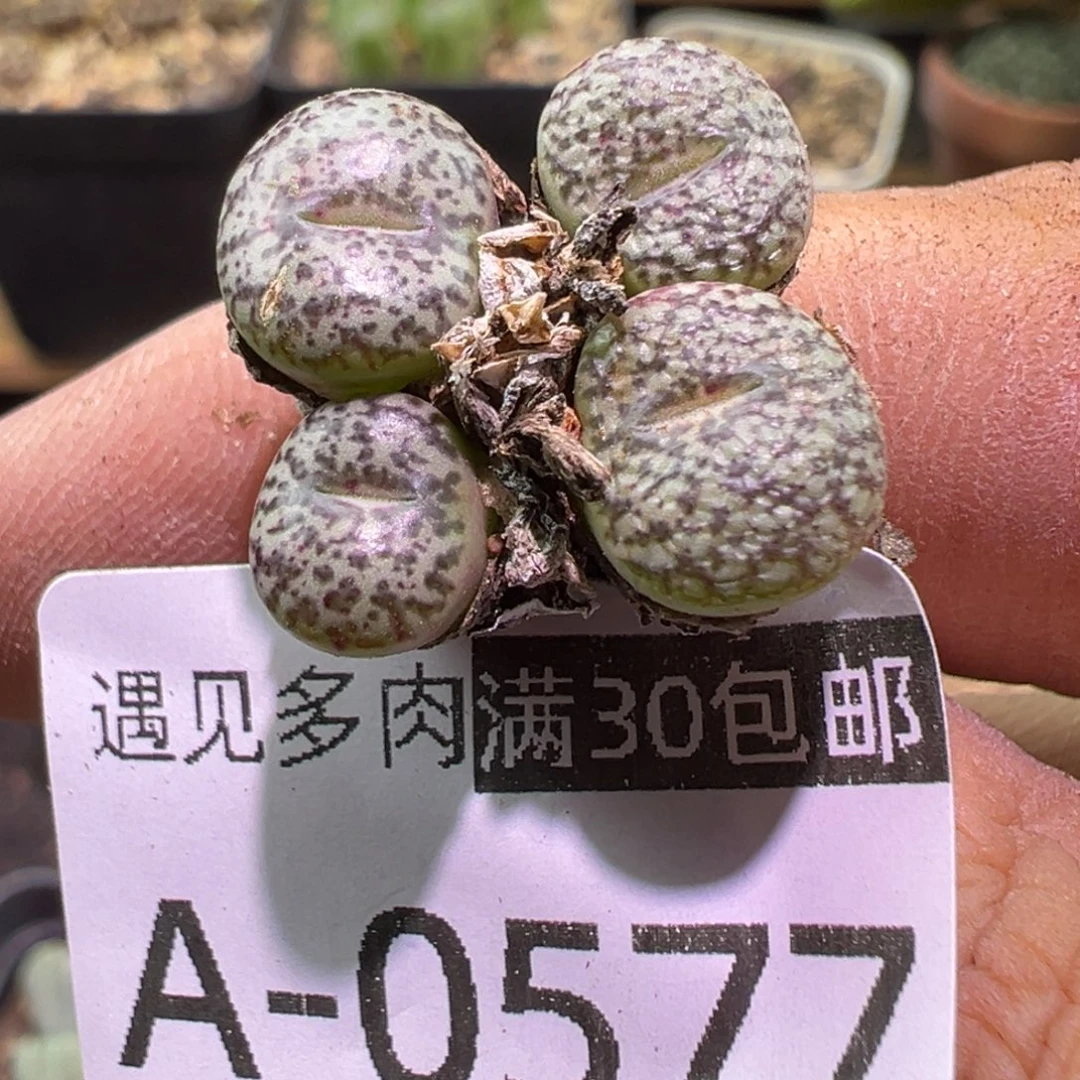 多肉植物1111111111111