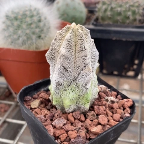 恩冢单头3仙人球