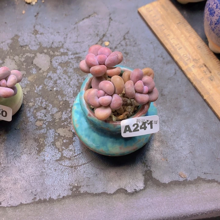 一物一拍含盆土满38包邮A241