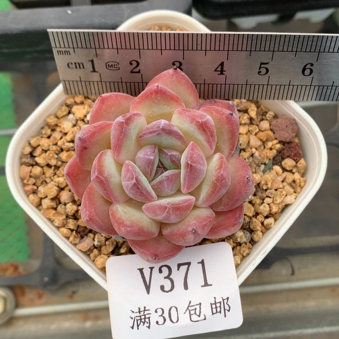 371。草莓杏仁。多肉。
