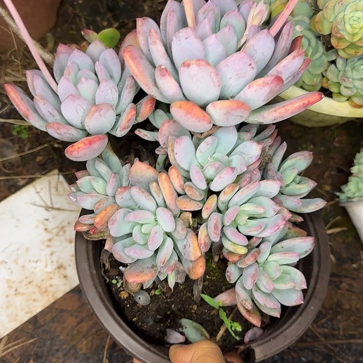 多肉植物一物一拍灰姑娘617