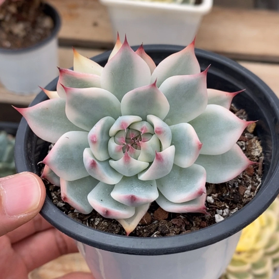 吉娃娃锦多肉植物3070