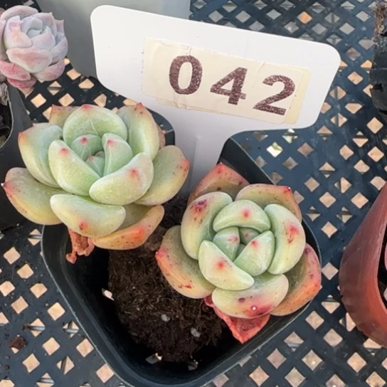 42 一物一拍多肉