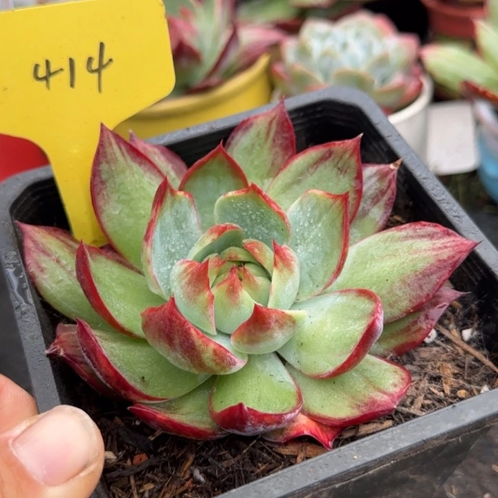 惊鸿一物一拍包装收缩花旱414