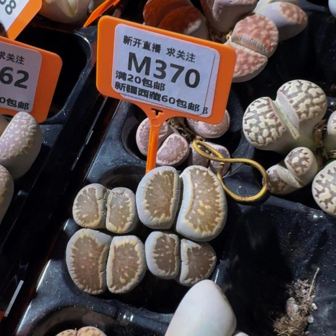 370 生石花大群大群