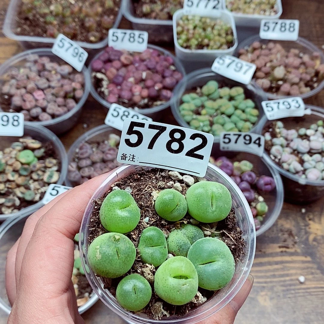 5782啊啦啦啦啦翠光玉