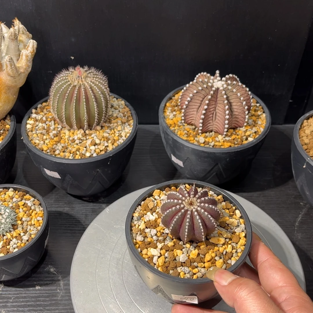 尤伯球带盆包邮发