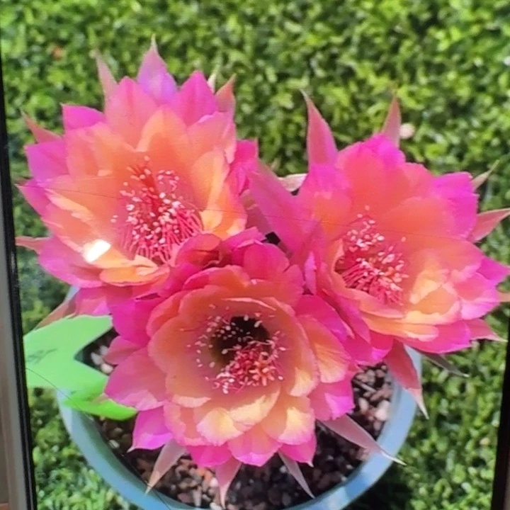 355丽花极光歪3公分左右无根侧牙，20包邮