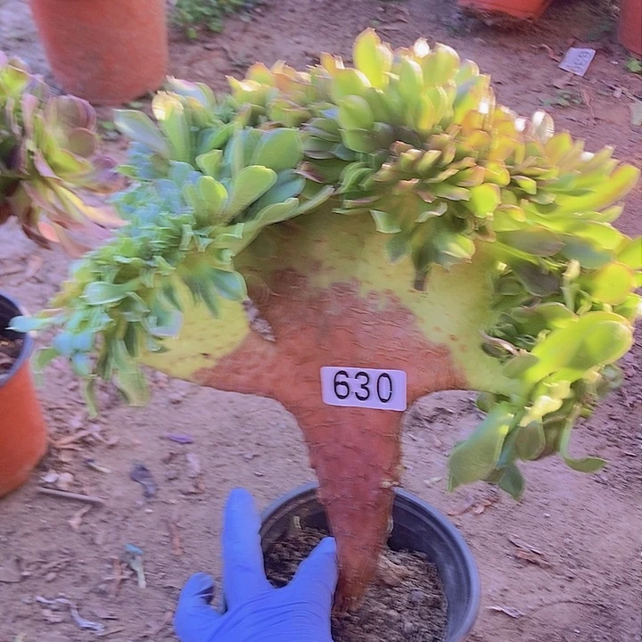 630玫瑰法师缀老板子法师